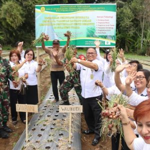 Lolowang Hadiri Acara Temu Lapang dan Panen Perdana Bawang Merahsa